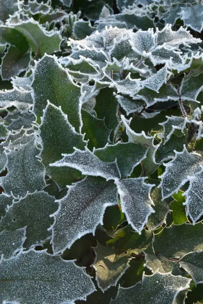 The cold has arrived this year - Lombardy - Italy — Stock Photo, Image