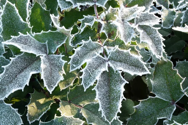 Le froid est arrivé cette année - Lombardie - Italie — Photo