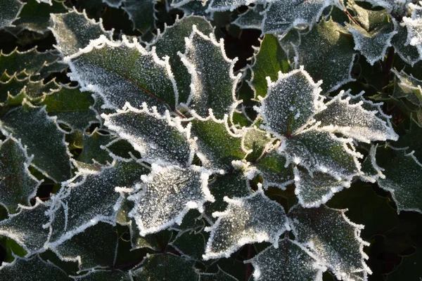 The cold has arrived this year - Lombardy - Italy — Stock Photo, Image