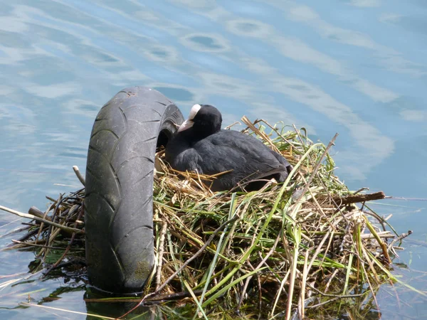 Nest Ducklings Adda River Lombardy Italy — Stock Photo, Image