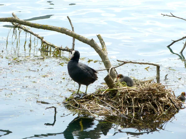 A nest of ducklings on Adda River - Italy — Stock Photo, Image