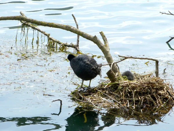 Bir Yuva Ducklings Adda Nehri Lombardy Talya — Stok fotoğraf