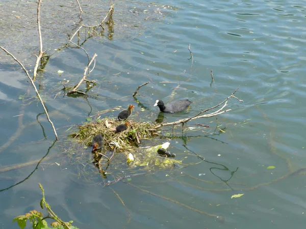 Bir Yuva Ducklings Adda Nehri Lombardy Talya — Stok fotoğraf