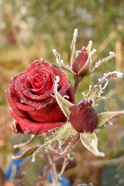 Un velo di rosa invernale gelido — Foto Stock