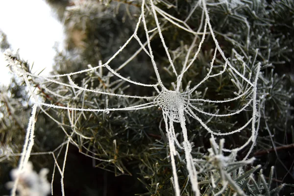 İnci bir kolye gibi buzlu bir web — Stok fotoğraf