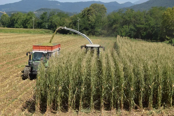 Trituração e maceração de trigo para fazer bio gás na Bréscia — Fotografia de Stock