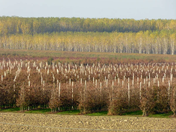 Cultivos agrícolas a orillas del río Po - Mantua - It — Foto de Stock