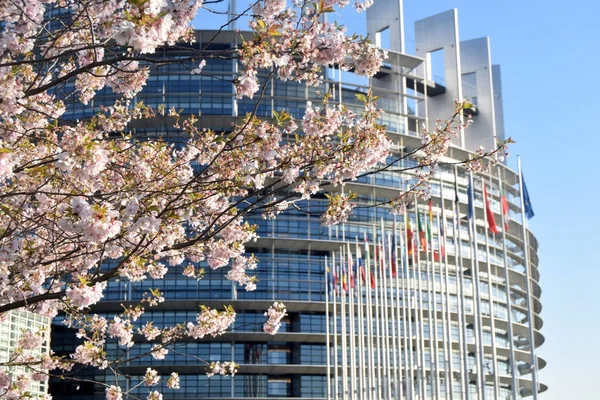Pesco Fiorito Intorno Parlamento Europeo Strasburgo Francia — Foto Stock