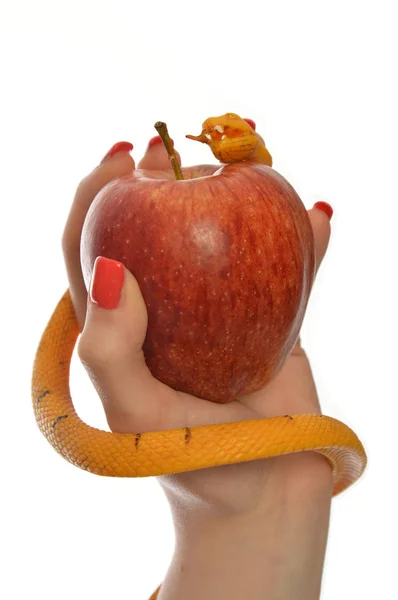 Metaphor of the symbolism of Adam and Eve 0017 — Stock Photo, Image