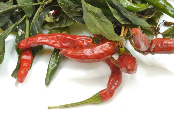 Een Chili Plant Zet Drogen — Stockfoto