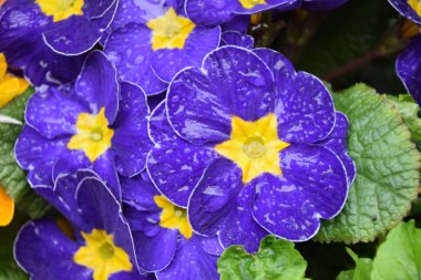 Bahar geldi ve ilk ılık bahar 019 'da çiçek açtı.