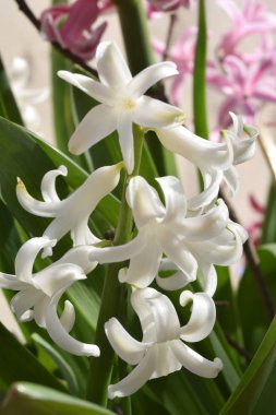 Bahar ilk sıcak ışınları renkli sümbül 21 çiçek.