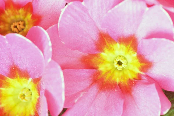 The primroses that flowered in the first warm days of spring 051 — Stock Photo, Image