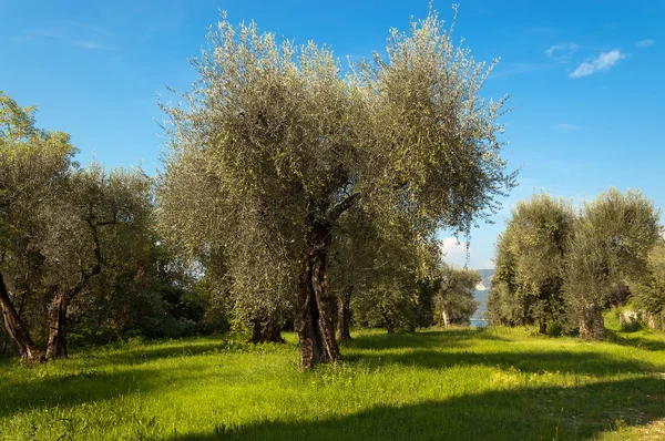 Olivi - Lago di Garda Italia — Foto Stock