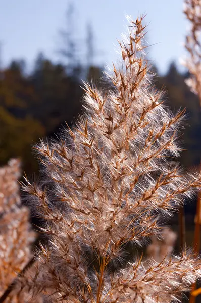 Wszystko kwitnienia Reed — Zdjęcie stockowe