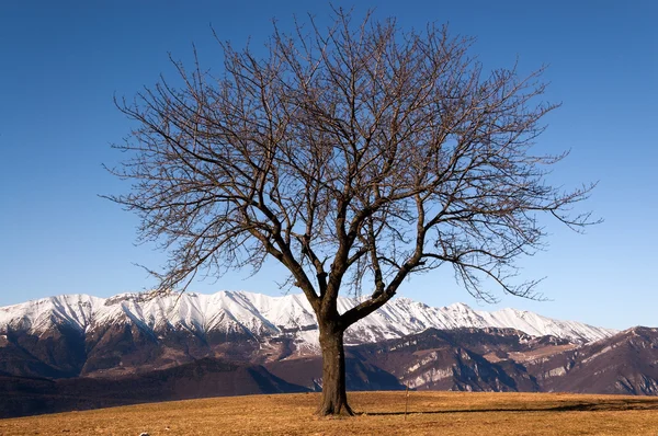 Kahler Baum im Winter - italienische Alpen — Stockfoto