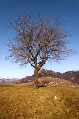 Kış - İtalyan Alpleri çıplak ağaca