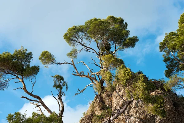 Kiefern durch Sturm beschädigt - Italien — Stockfoto