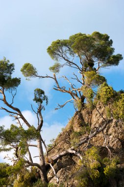 Fırtına - İtalya zarar görmüş deniz çam