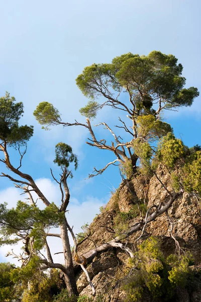 Maritime Pines Damaged by Storm - Italy — Stock Photo, Image