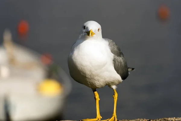 Möwe im Hafen — Stockfoto