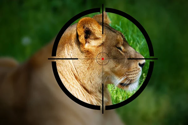 Lioness in the Rifle Sight — Stock Photo, Image
