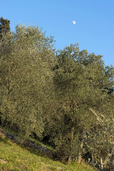 Zeytin ağaçlarının Moon ile mavi gökyüzü — Stok fotoğraf