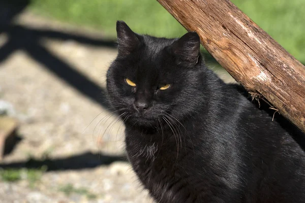 Chat noir à la campagne — Photo