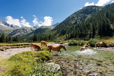 At nalı içinde Milli Parkı, Adamello Brenta - İtalya