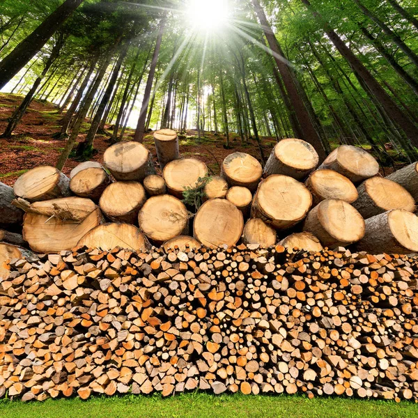 Drewno kominkowe dzienniki - pnie drzew - lasu — Zdjęcie stockowe