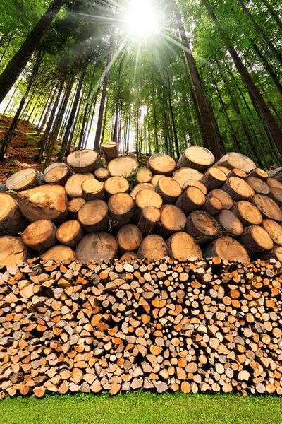 Firewood Logs - Tree Trunks - Forest — Stock Photo, Image