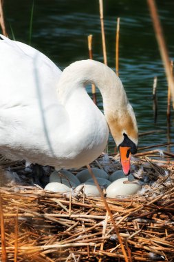 Nest yumurta ile beyaz kuğu