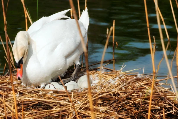 Cygne blanc dans le nid avec des œufs — Photo