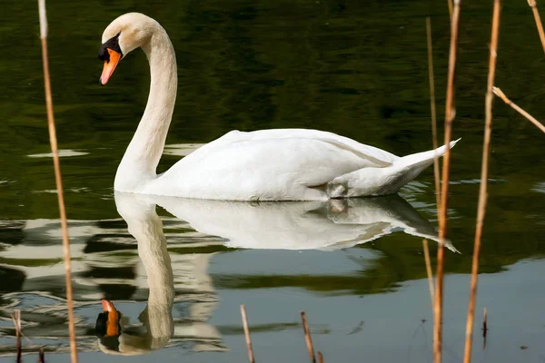 Weißer Schwan im Schilf — Stockfoto