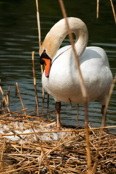 Cisne branco no ninho com ovos — Fotografia de Stock