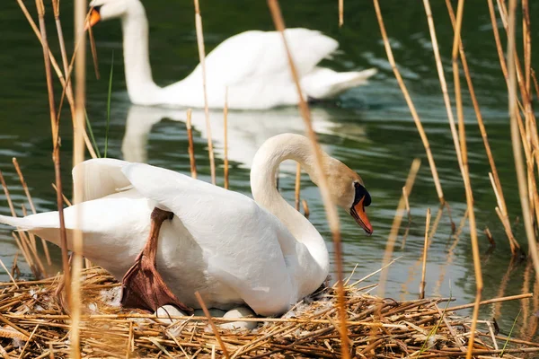 Weiße Schwäne mit Nest und Eiern — Stockfoto