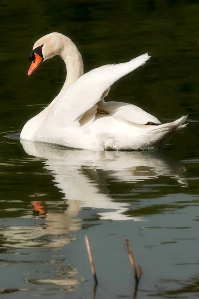 Cigno bianco nell'acqua — Foto Stock