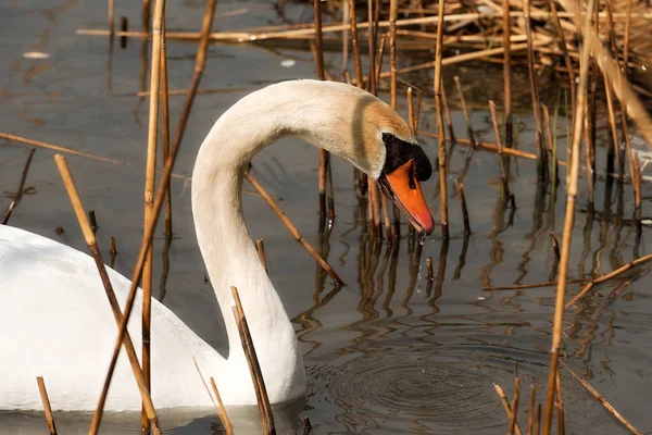 Cigno bianco nelle canne — Foto Stock