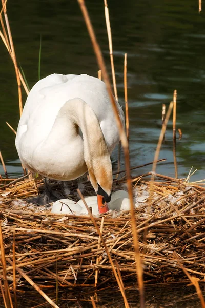 Cigno bianco nel nido con uova — Foto Stock