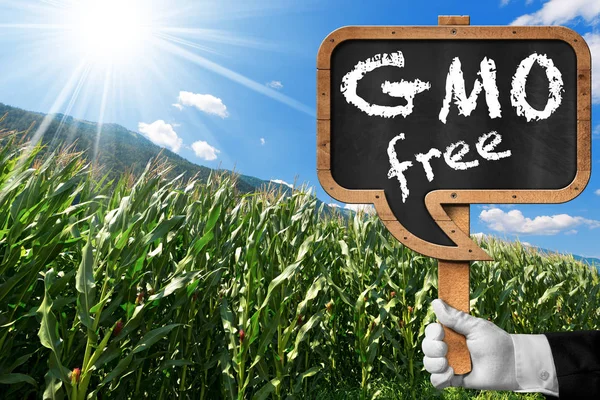 Signo de OGM libre en un campo de maíz — Foto de Stock