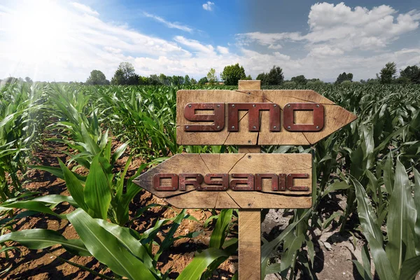 OGM e Sinal Orgânico em um Campo de Milho — Fotografia de Stock