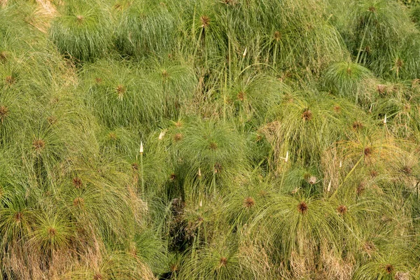 Zbliżenie zielony papirusie roślin — Zdjęcie stockowe