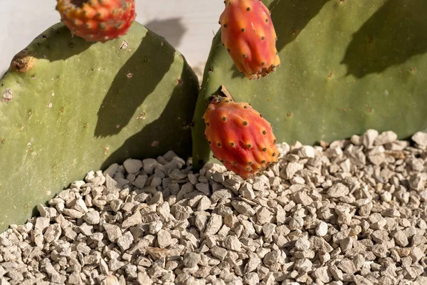 Колючий грушевий кактус з фруктами — стокове фото