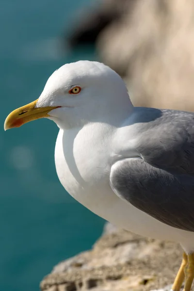 Fechar de uma gaivota no penhasco — Fotografia de Stock