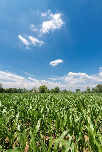 Zöld kukorica mezőket a Blue Sky és Clouds — Stock Fotó