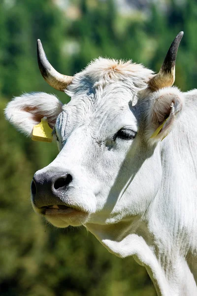 Portrét bílá kráva s rohy — Stock fotografie