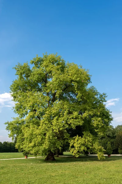 Grande árvore de carvalho em um prado verde — Fotografia de Stock