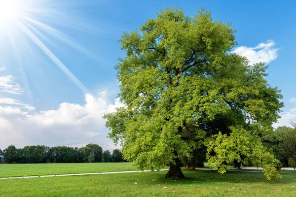 Grand chêne sur une prairie verte — Photo