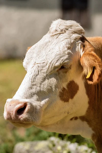 Portrét bílé a hnědé krávy — Stock fotografie