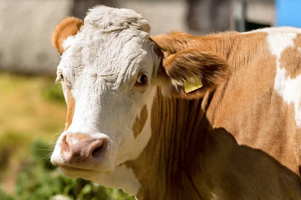 Portrait of a White and Brown Cow — Stock Photo, Image